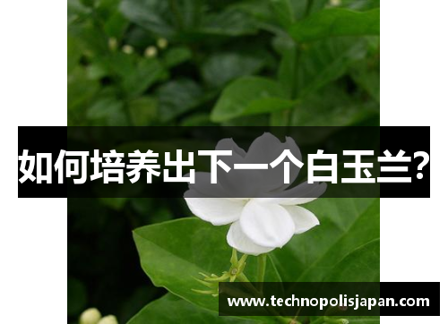 如何培养出下一个白玉兰？